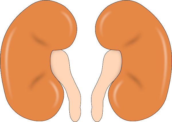 Reiñones sanos